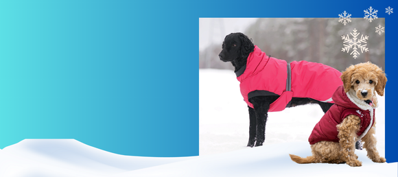 Blue background, Dogs wearing coats in snow to show winter coats 40% off at Castleton Pet Supply, Castleton, VT