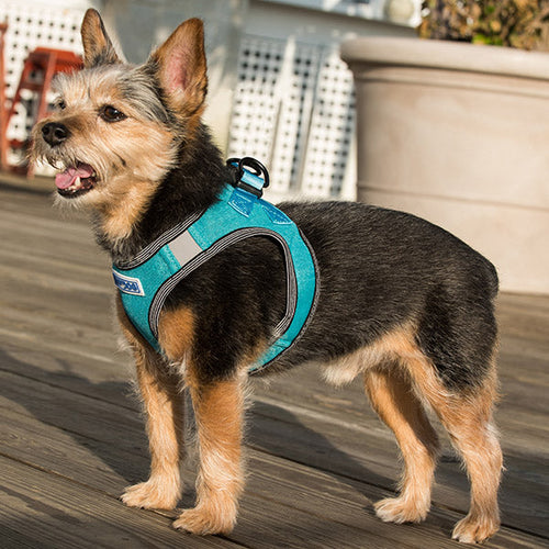 Bay Dog Liberty Bay Dog Harness