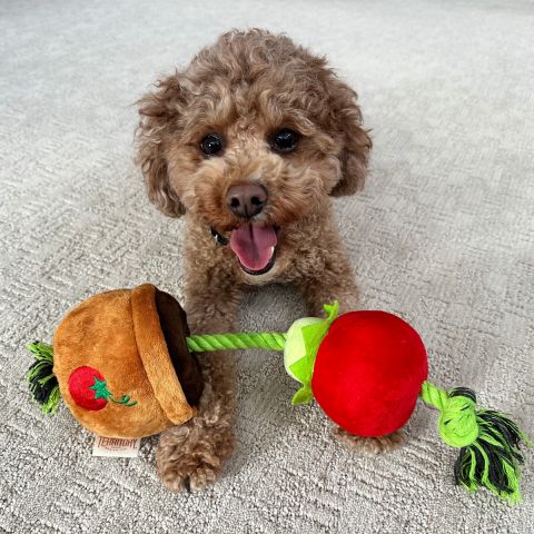 Territory Tomato Treat-and-Tug Dog Toy