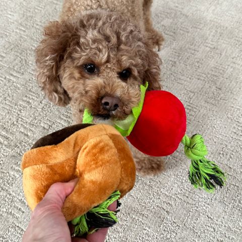 Territory Tomato Treat-and-Tug Dog Toy